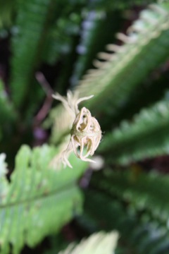 Ladder Fern