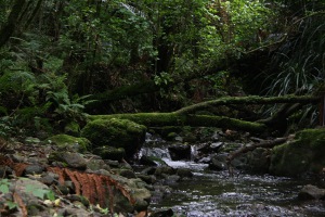 Scholl Creek Track