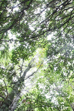 Bush Canopy