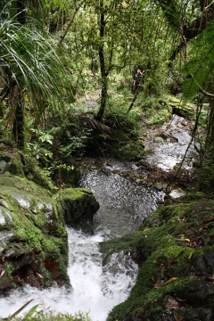 Scholl Creek Falls