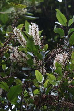 Kamahi Flowers